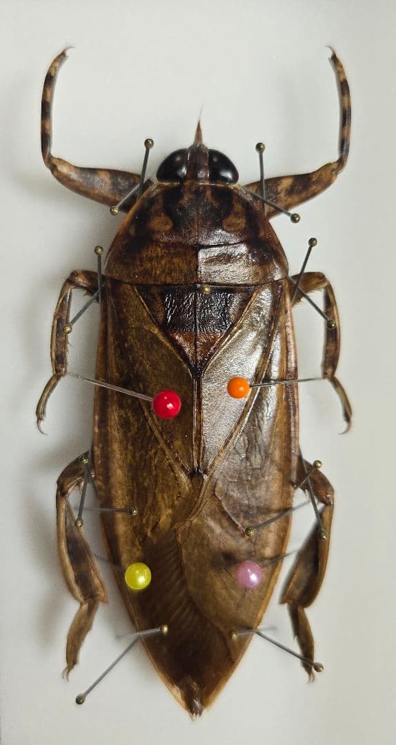 ナンベイオオタガメ 103mm（口吻）標本