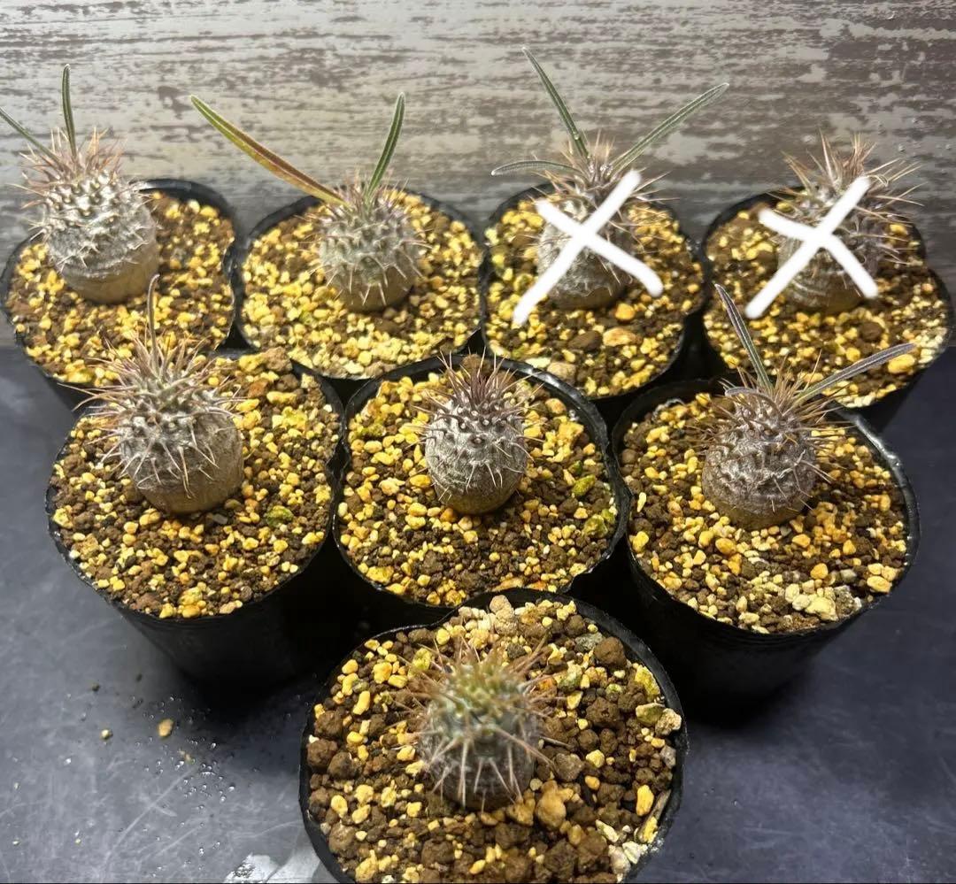 うめめ　様　確認専用です。