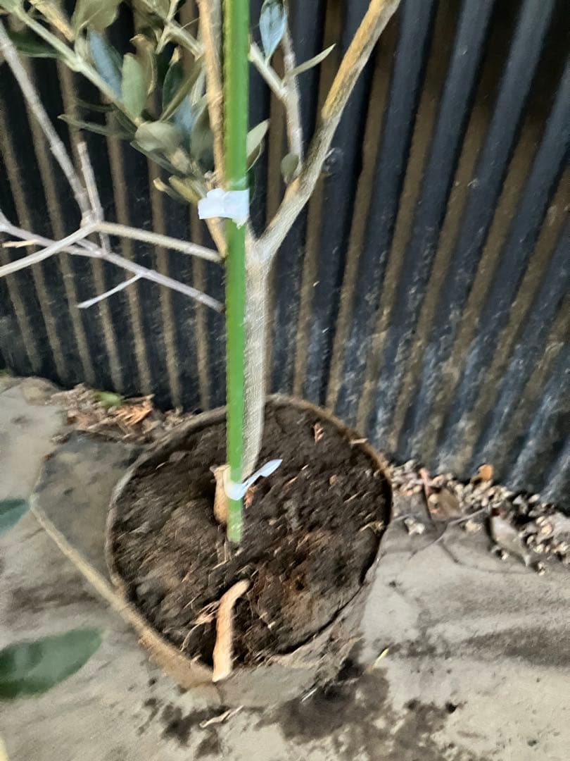 オリーブの木　カラマタ