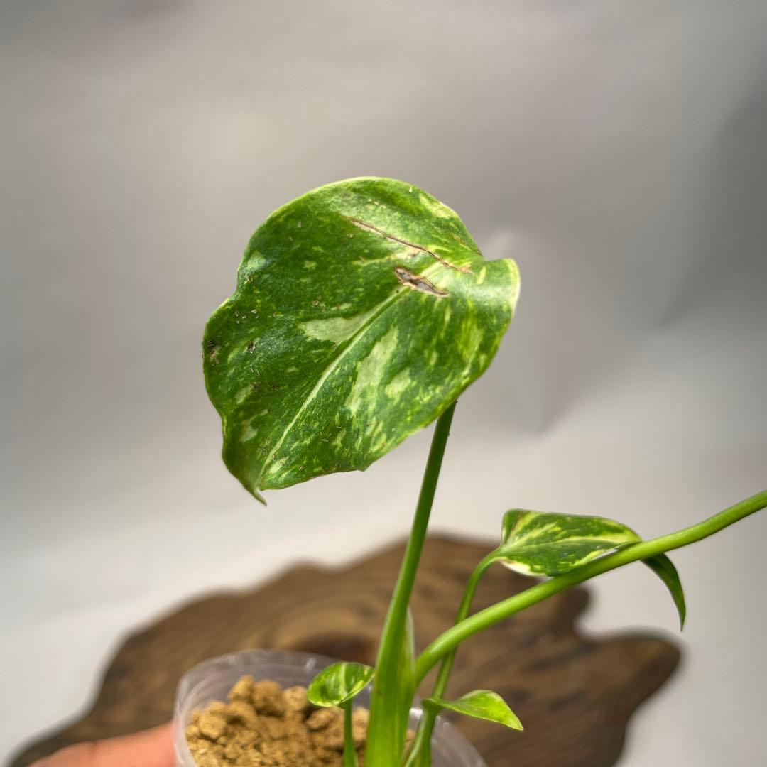 S*L様 a 38品種保証　【希少】モンステラ・エレクトロライト 美株 斑入り