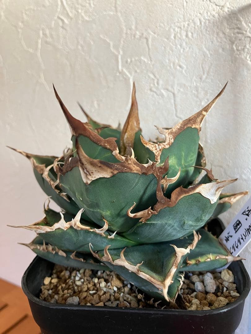アガべチタノタ バトルウルフ【上澳園芸】タグ付き　【ラスト美品】