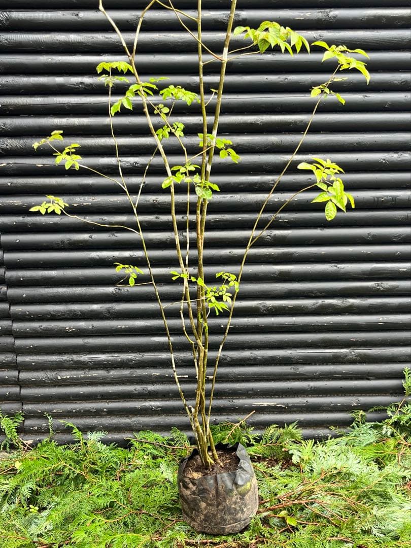 山採り天然　アオダモ　６本株立　50