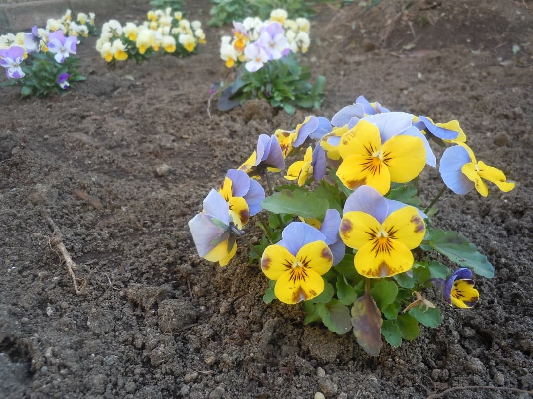 実写美⭕️【動作確認済】Nikon COOLPIX S6000 デジカメ