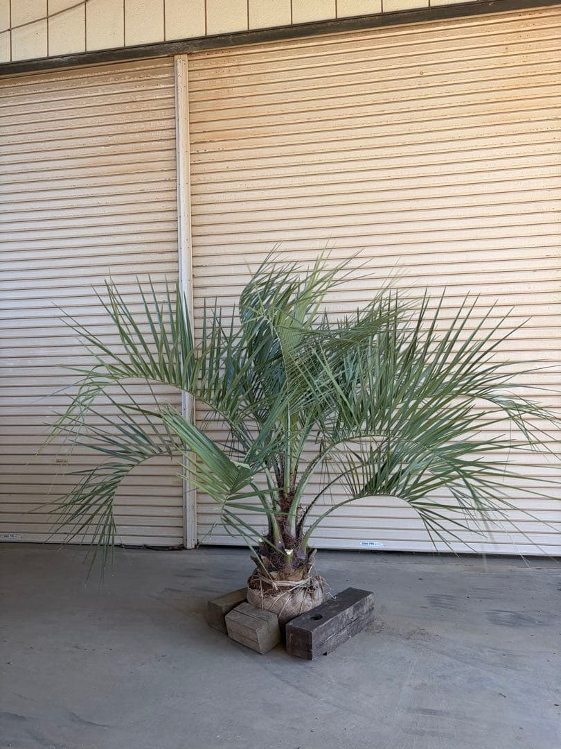 ココスヤシ　根鉢上から150cm