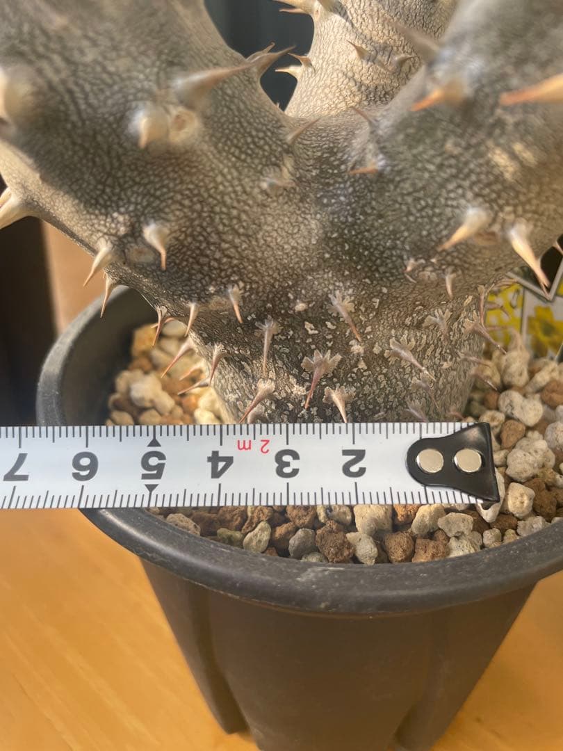 和*田様 パキポディウム　グラキリス　塊根植物　デンシフローラム