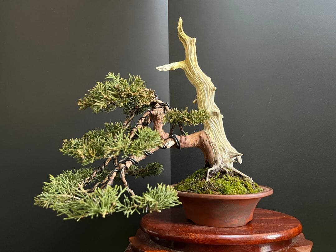 ト*ロ様 オークション出品　真柏盆栽　糸魚川真柏　(検索用　五葉松、黒松、紅葉、