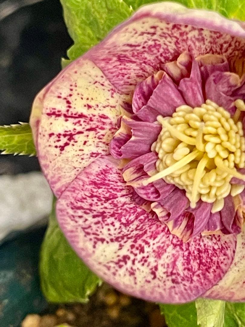 クリスマスローズ苗　⭐️157 sdホワイトブロッチ✖️ddエクリプスゴールドタイプ