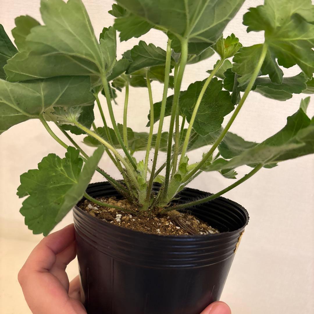 専用リンク　海外品種ゼラニウム　レア品種ゼラニウム　2年苗