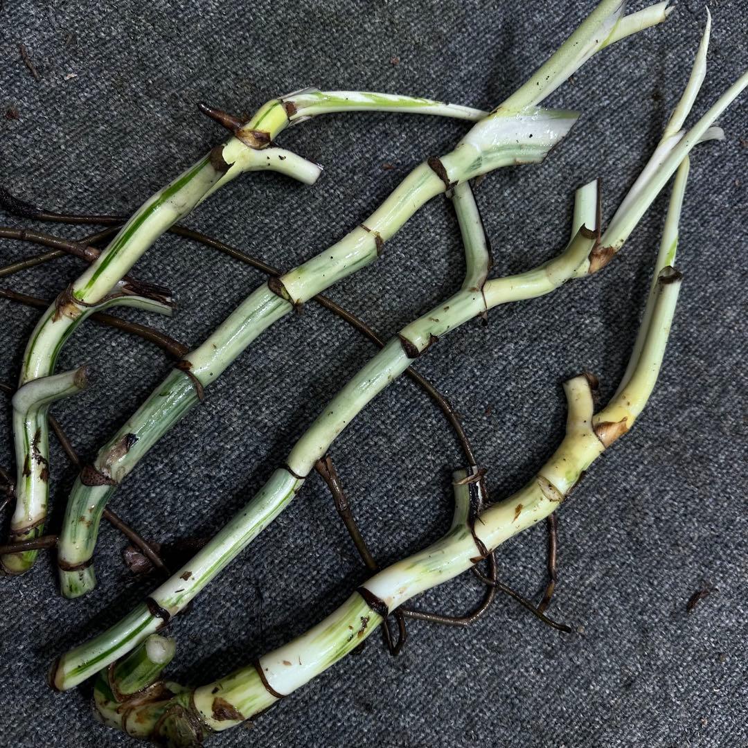 H*I様 斑入りモンステラホワイトタイガー茎4株おまとめ