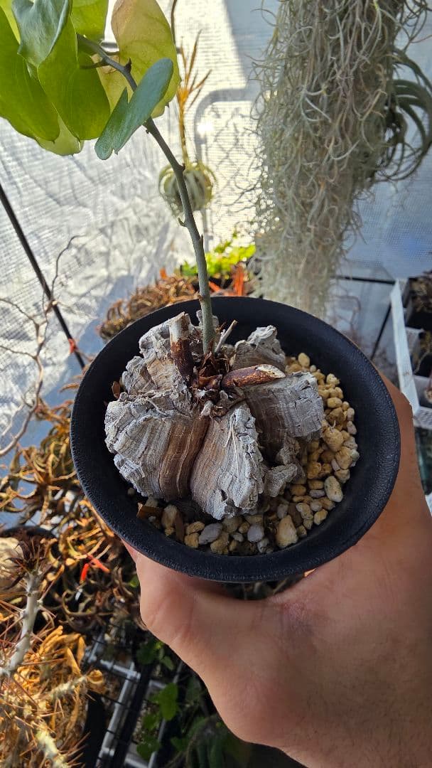 【長谷川園芸】亀甲竜