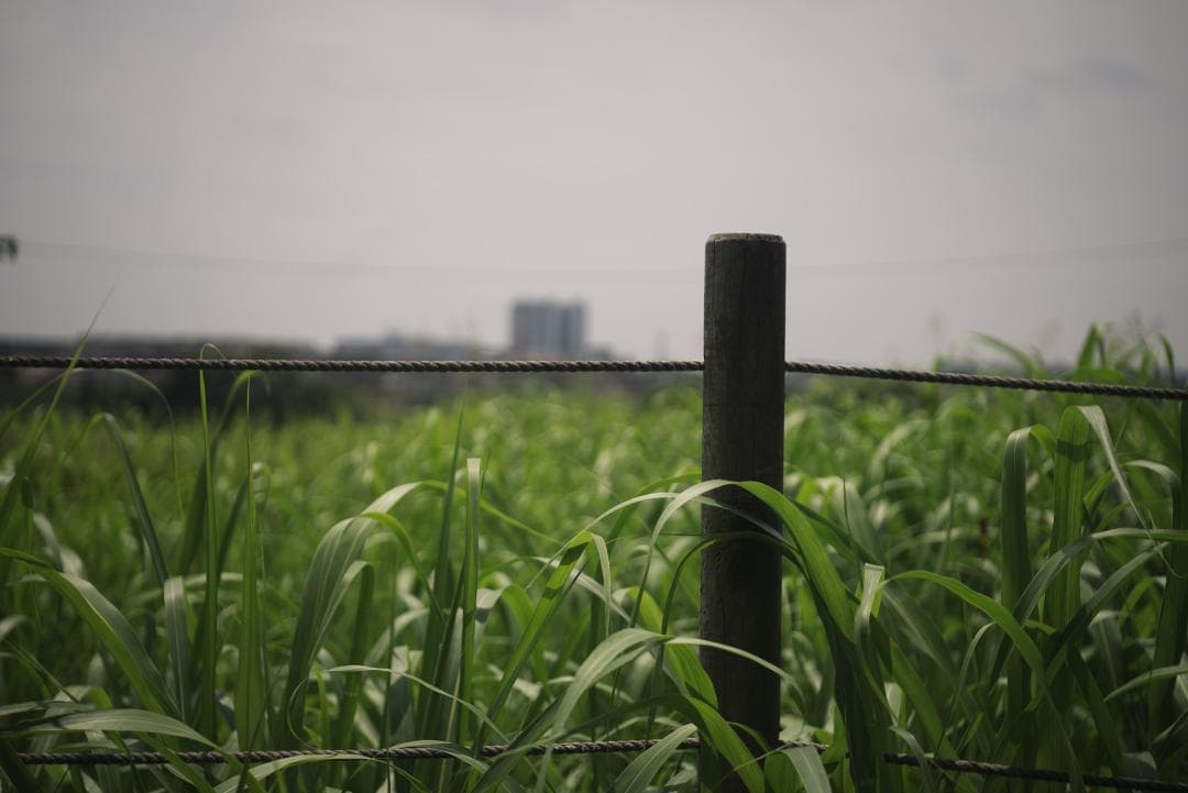 赤エルマー！Red Scale Elmar 50mm F3.5 オールドレンズ
