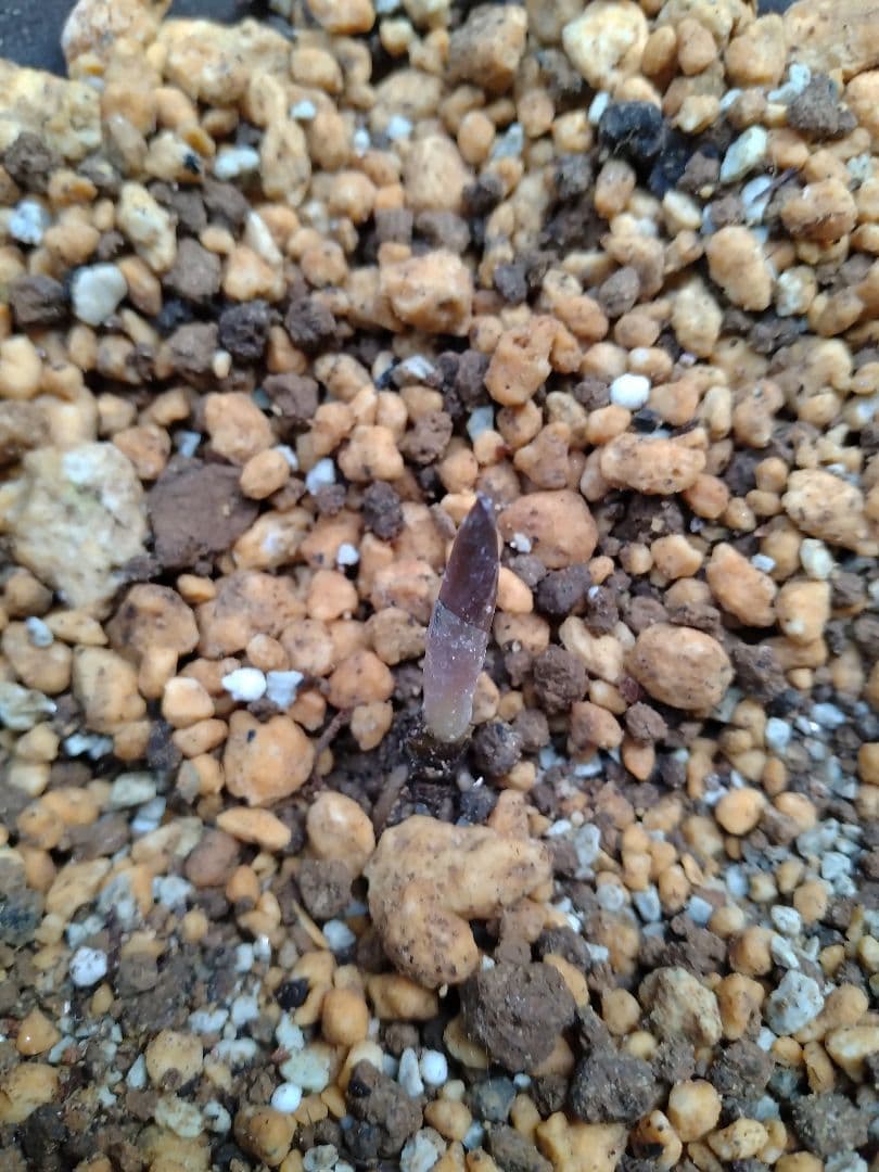 クリスマスローズ　チベタヌス