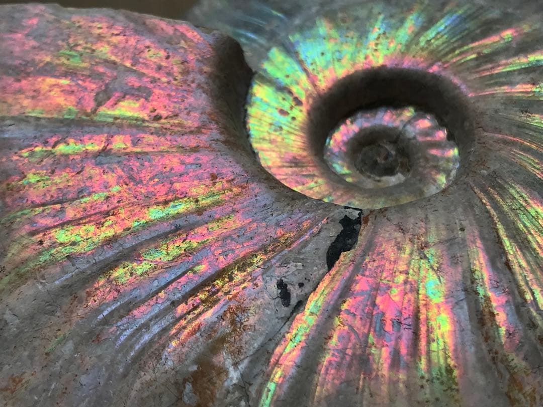 【限定価格】マダガスカル産　アンモナイト化石青（クリオニセラス）大サイズ