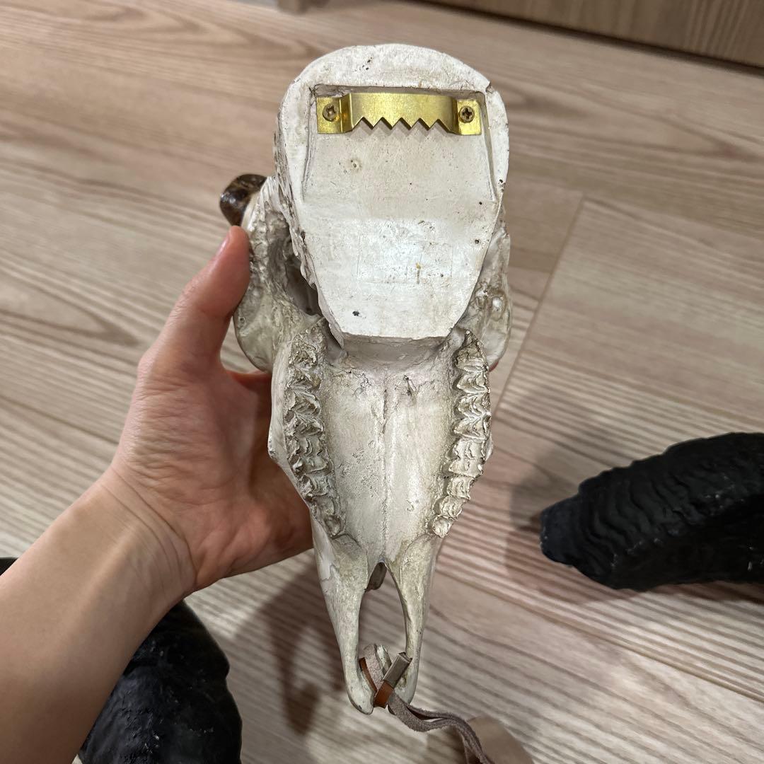 スカルオブジェ 骨 ブラック　【ダルトン】　DULTON