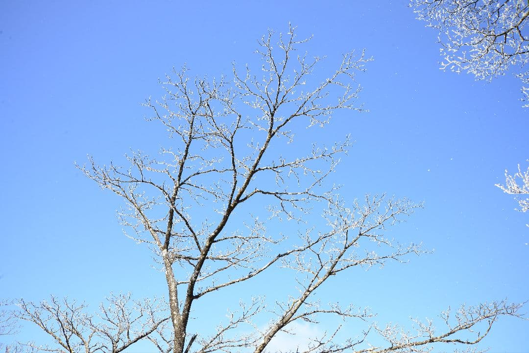 Nikon D600 デジタル一眼レフカメラ