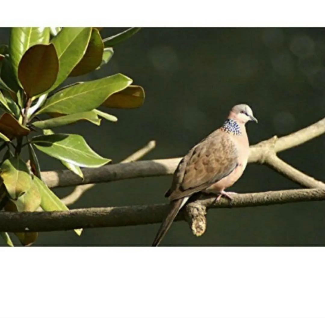 緊急値下げ！CanonミラーレスEOSR用！望遠レンズ！カメラ初心者サポート付き