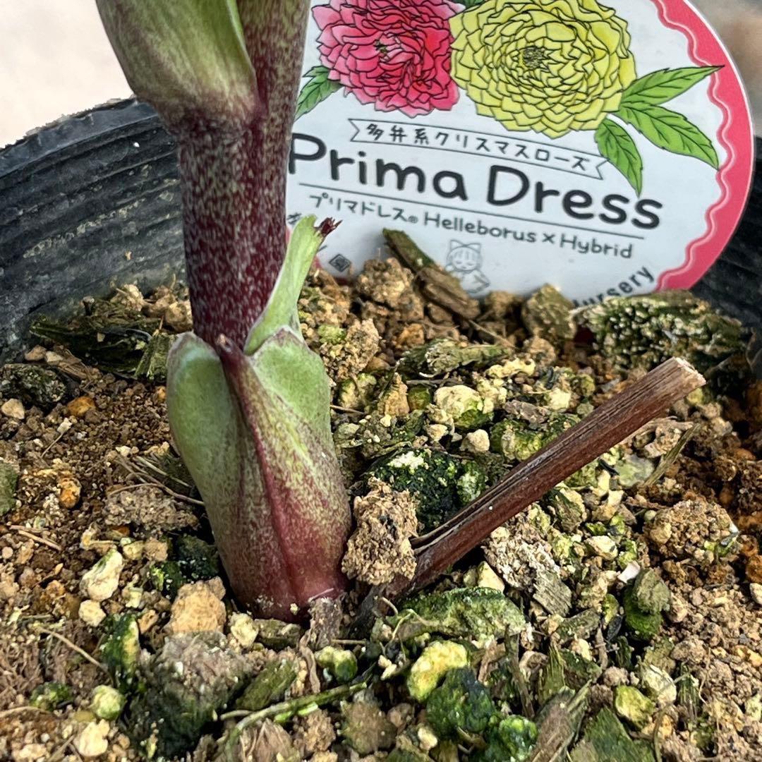 ヒ*イ様 ☘️限定1株☘️未株分け☘️蕾付き☘️3355⭐️プリマドレス⭐️色抜