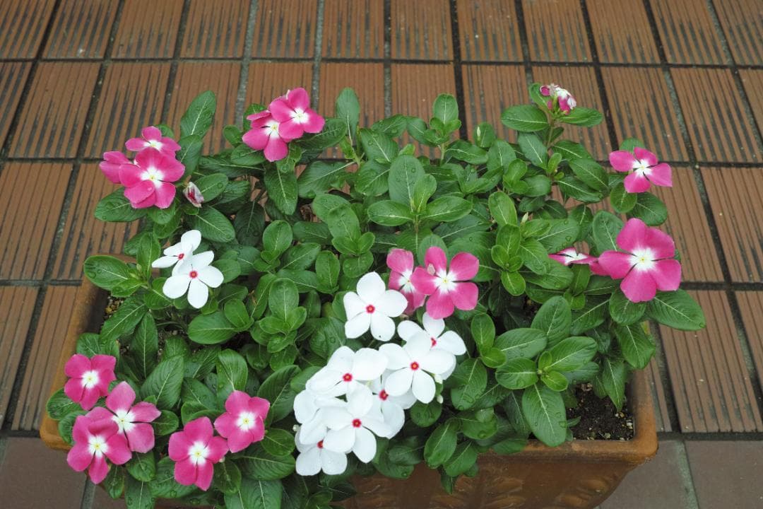 SIGMA DP2 Merrill　デジタルカメラ　元箱・ビューファインダー付