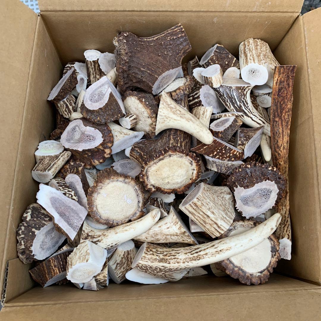 No.2144『加工材約24kgセット』鹿の角　エゾ鹿　鹿角　蝦夷鹿