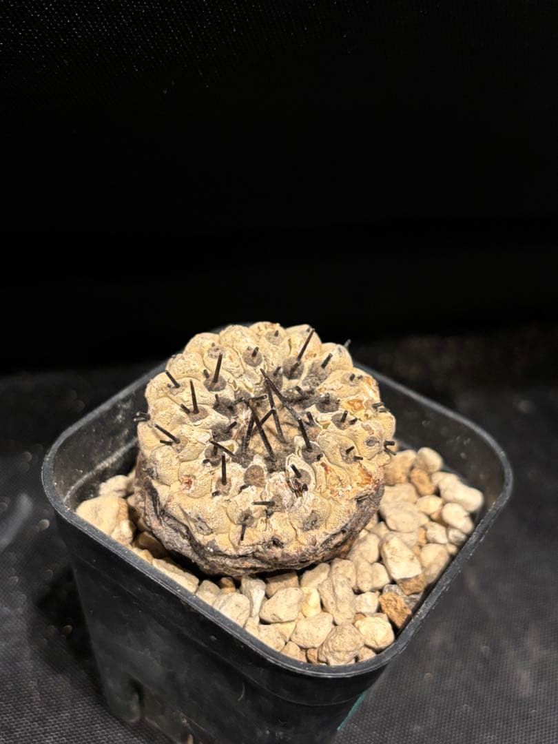 発根済み 孤竜丸 コピアポア シネレア コルムナアルバ copiapoa