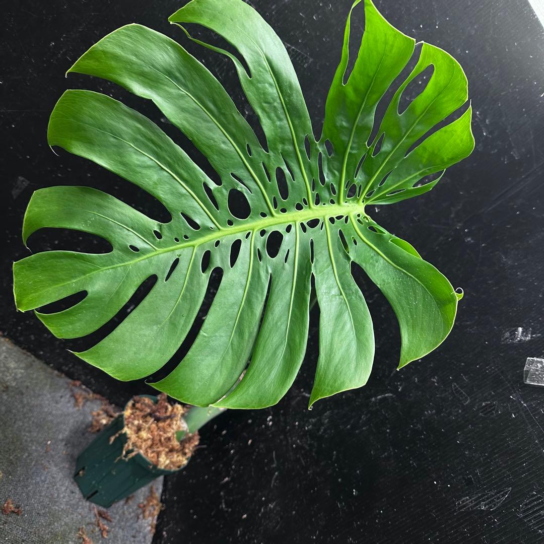 F*S様 モンステラデリシオーサマクロコズム超希少系統鉢植え66㎝
