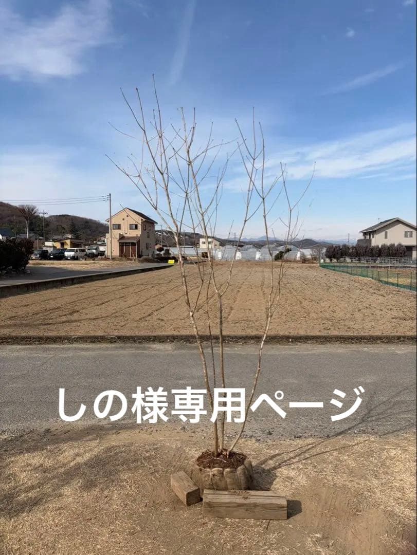 山採り アオダモ 株立ち 3本立ち 自然樹形