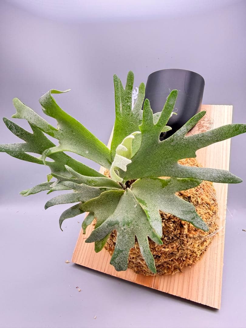 超極大+美品　ビカクシダ P.willinckii 'Jewel' spore