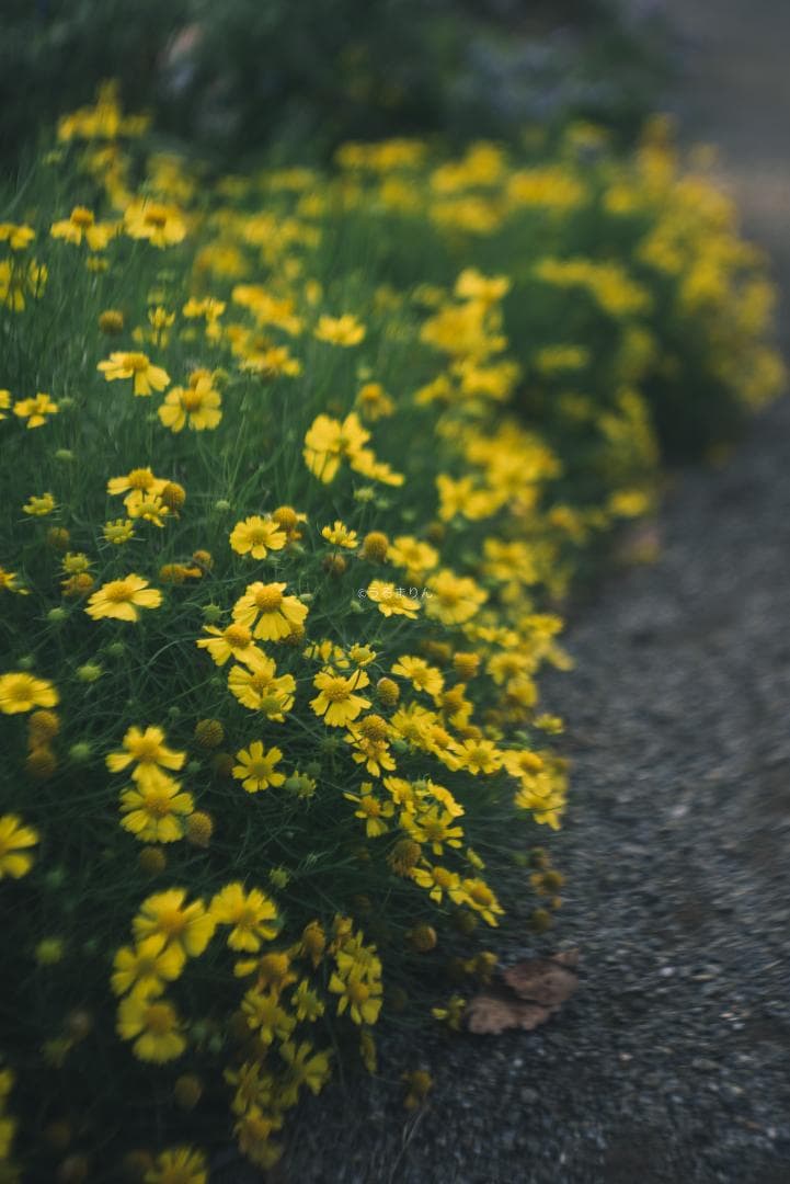 まー様赤エルマーダイヤ入り！Leica Elmar 50mm F3.5