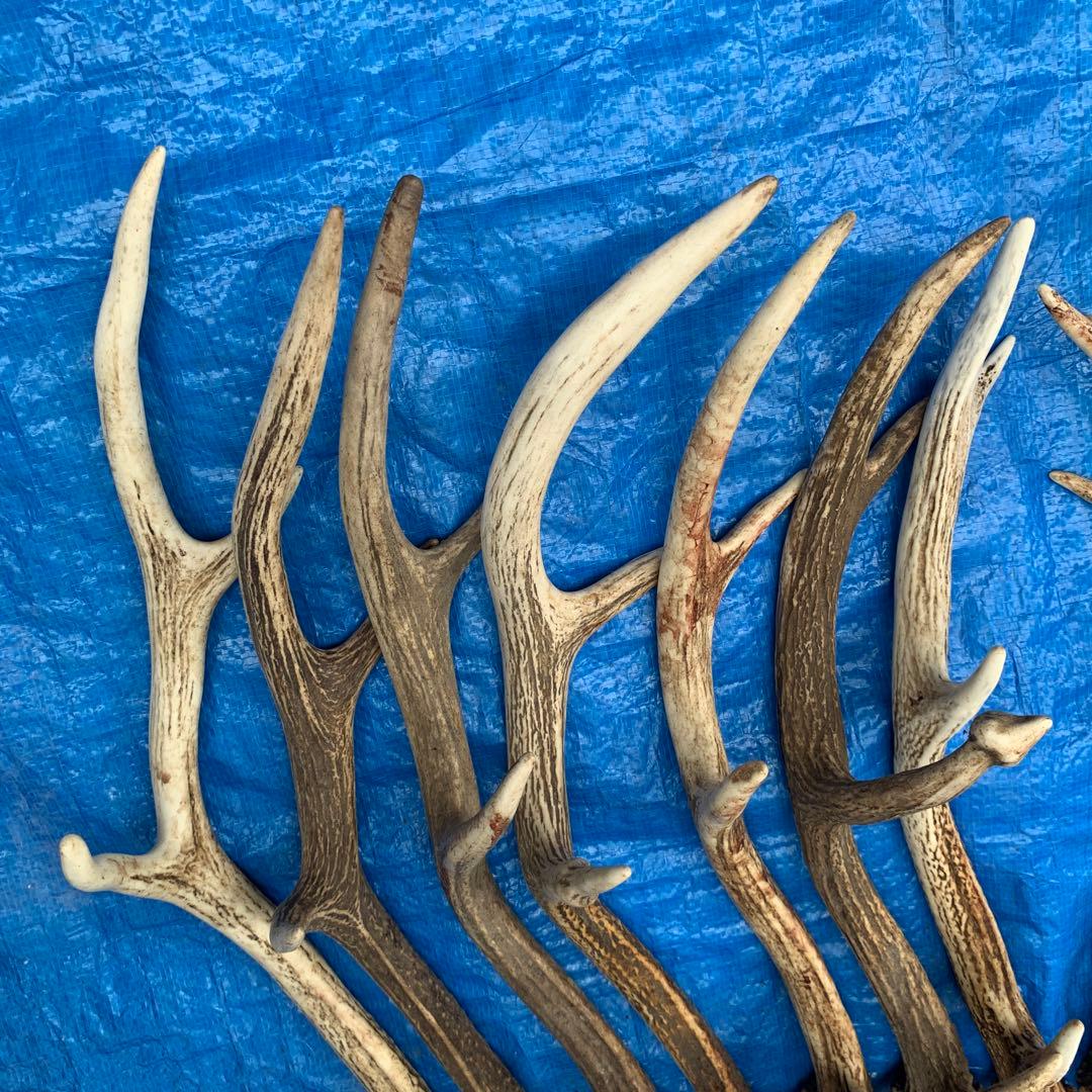 No.2093『鹿角16本セット』鹿の角　エゾ鹿　鹿角　蝦夷鹿