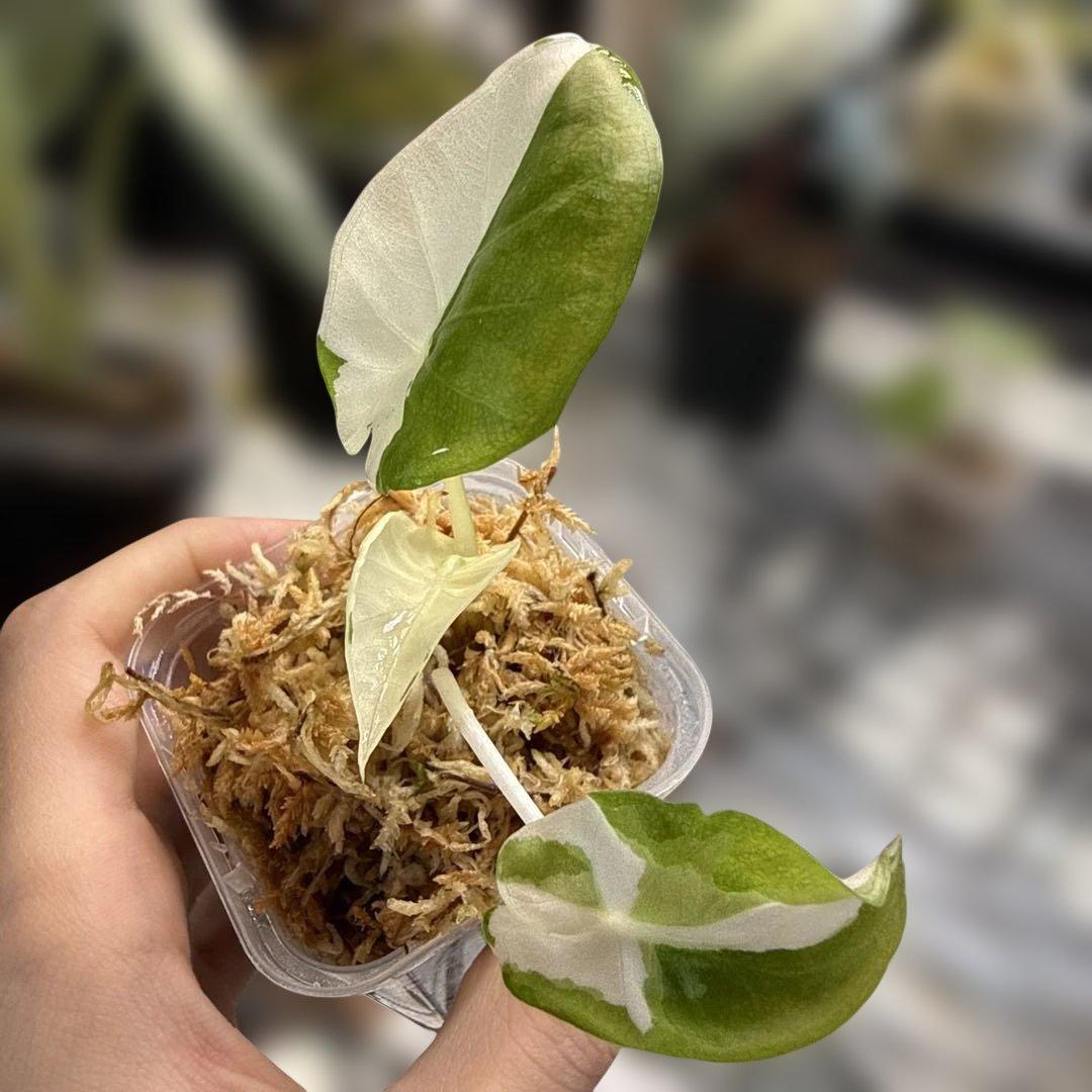 希少 アロカシア リーガルシールド アルボ