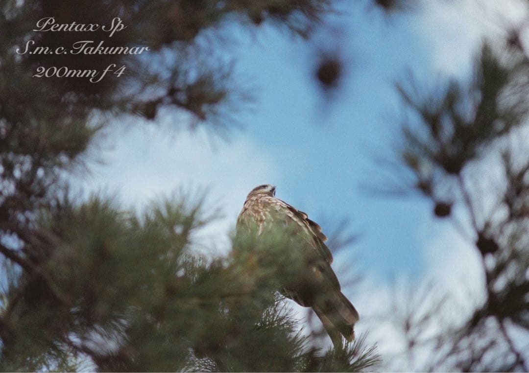 美品＊完動品★Pentax Sp★ダブルレンズセット★初期保証＊作例多数＊入門に