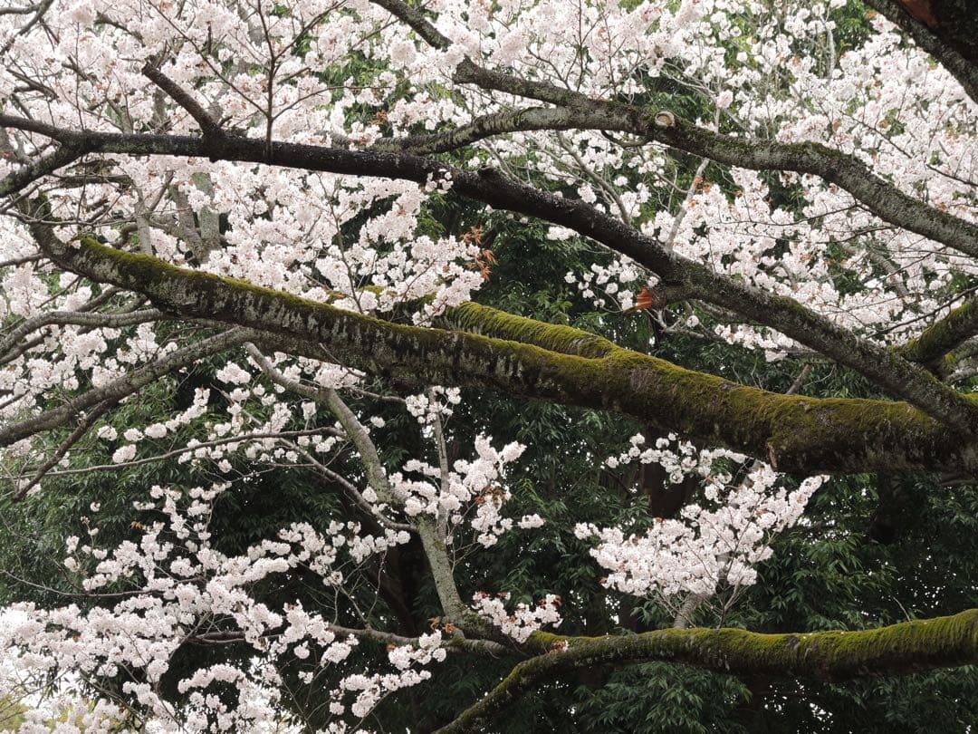 Nikon デジタルカメラ P7700 オールド デジカメ 高級 レトロ