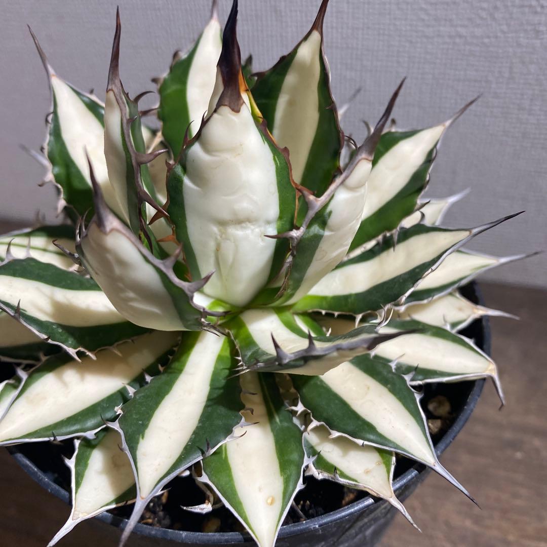 アガベ　ホリダ白中斑入　極上4