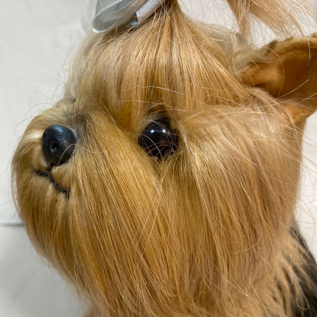 フォンテーヌ　ドレッシーペット　ヨークシャテリア