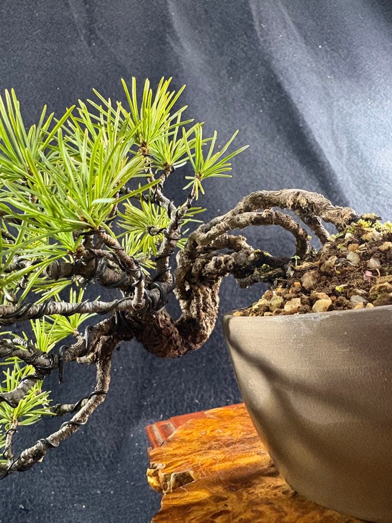 プチ盆栽、赤石五葉松、根上がり、懸崖作り 目立った傷や汚れなし