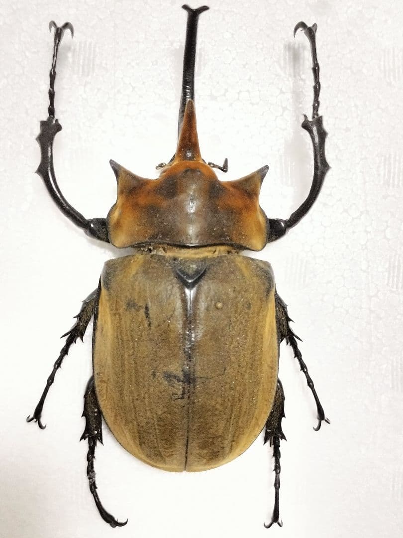 特大エレファスゾウカブト標本