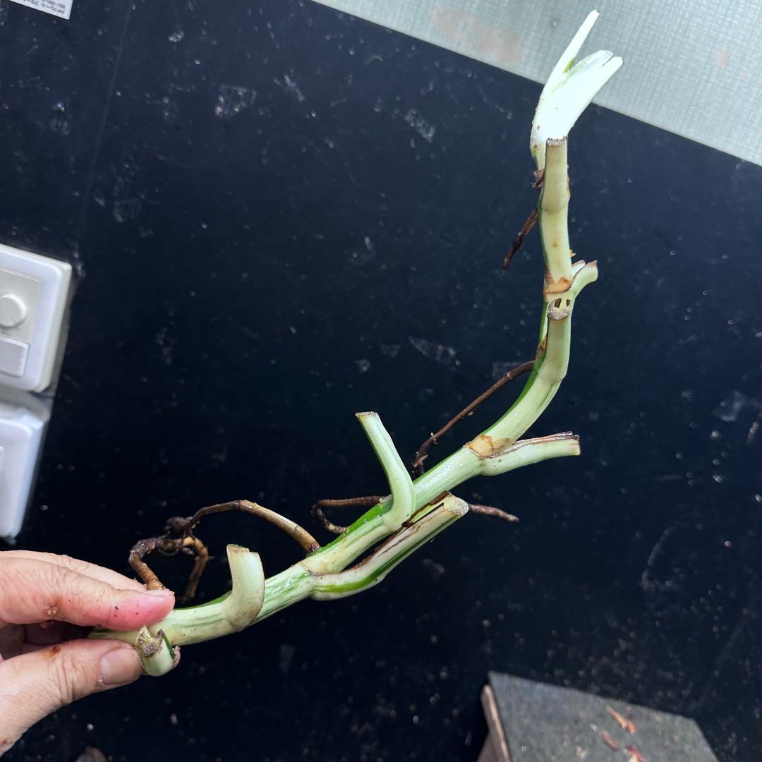 ニ*】様 斑入りモンステラホワイトタイガー大茎7株おまとめ