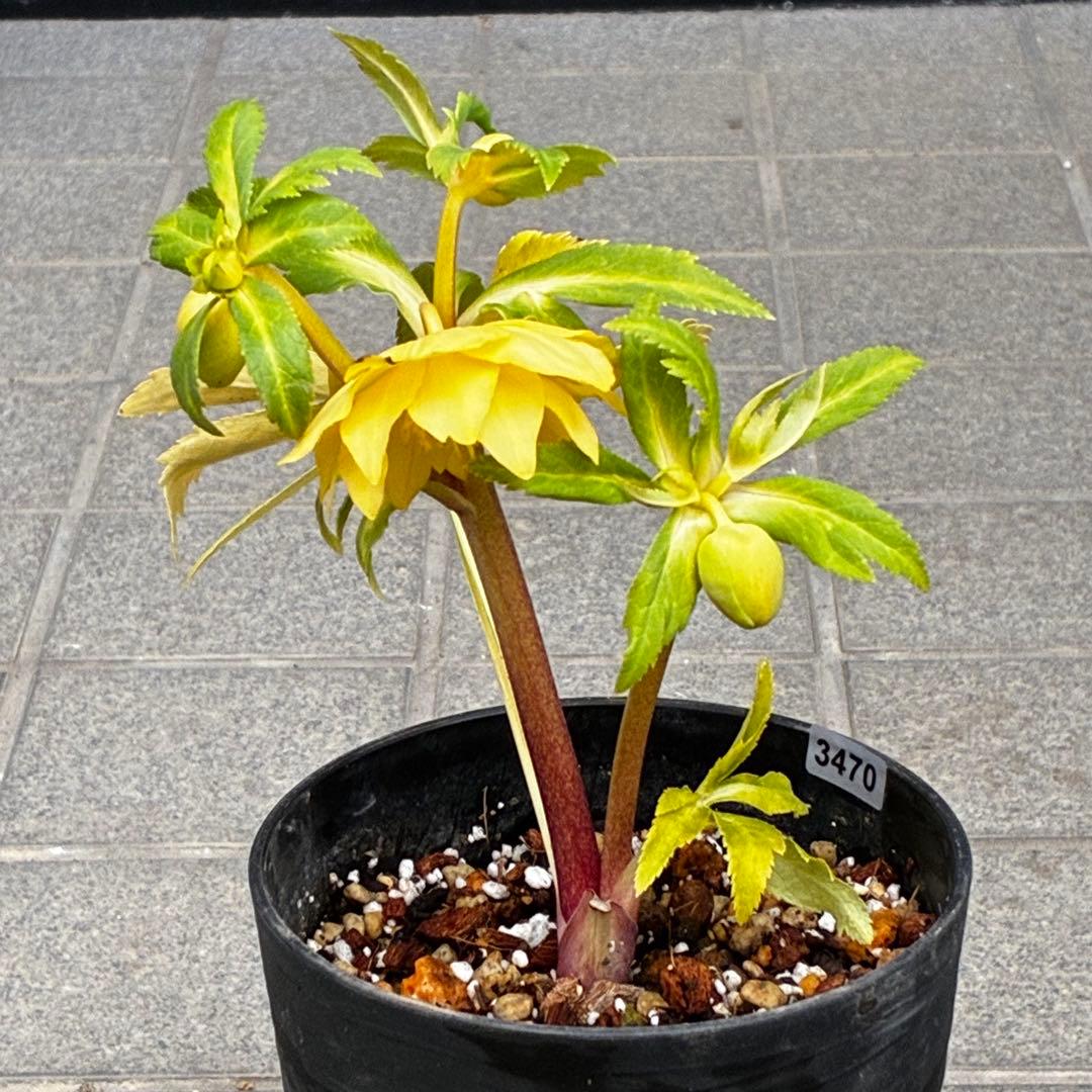 か*l様 3470☘️希少☘️花付☘️特濃グリーンゴールド系⭐️グリーンリップ⭐