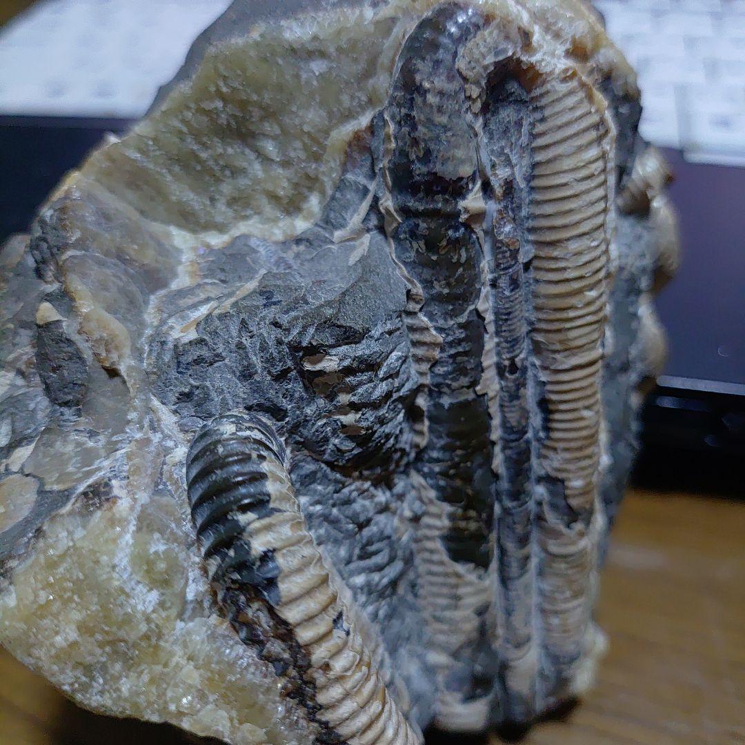 北海道アンモナイト 異常巻きハイファントセラス、ポリプチコセラス