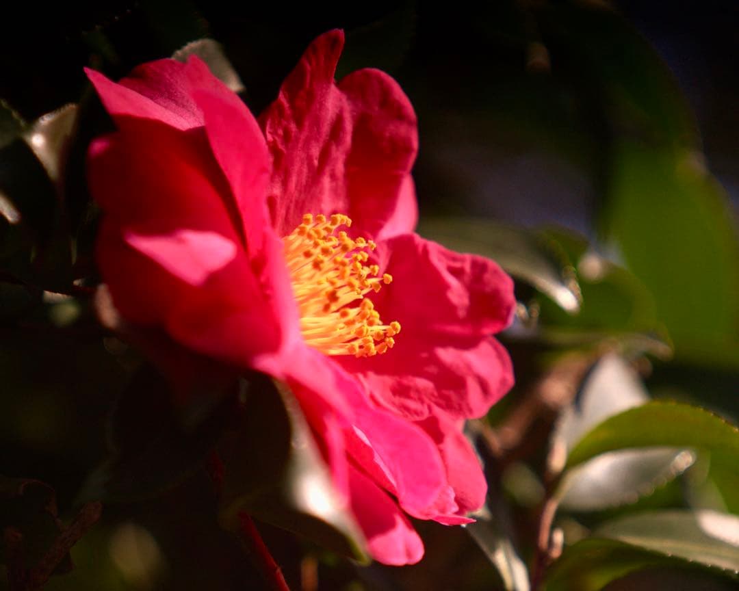 希少❗️業務用レンズFAX-KOWA 1:4.5/112B を改造　日本の興和製