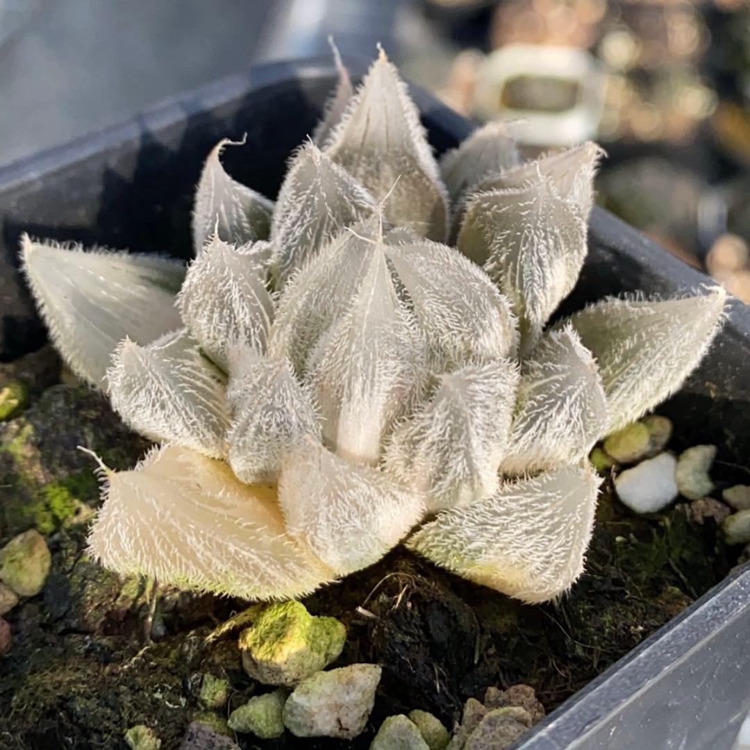 の*5様 多肉植物　ハオルチア　白狐伝錦　極上斑