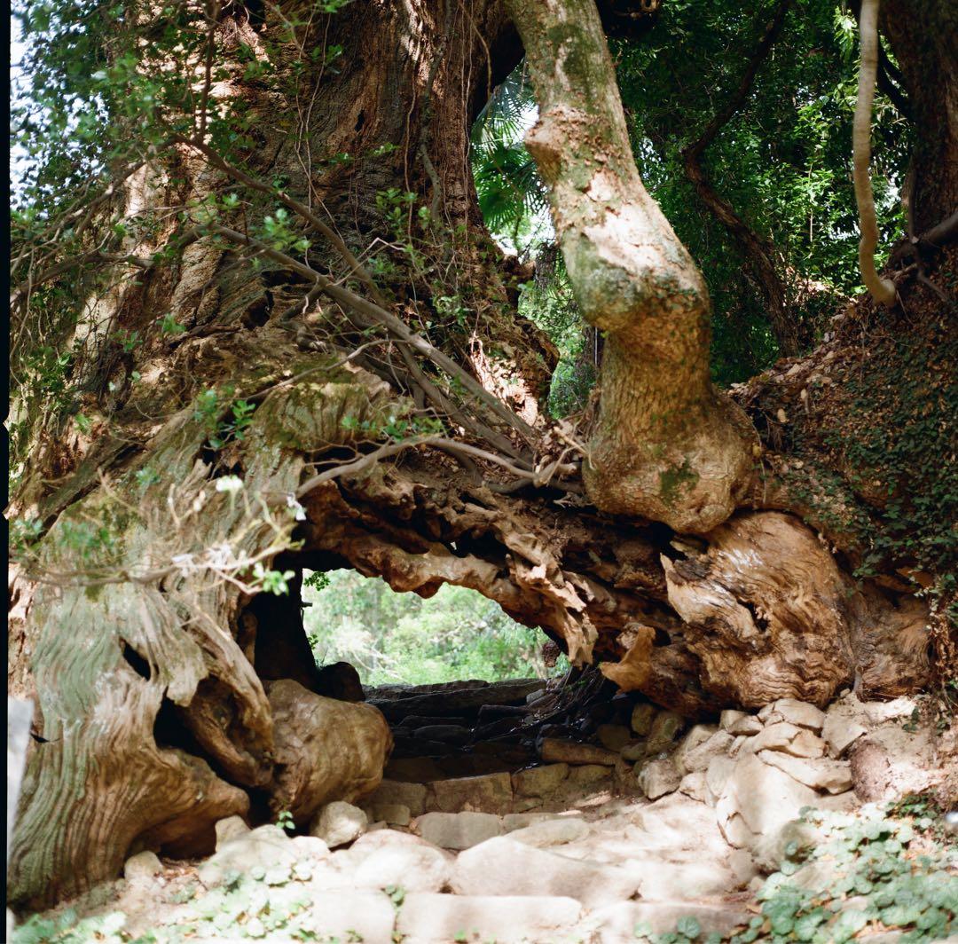 ハッセルブラッド500C/M + 希少な白鏡胴T*80mm Cレンズ