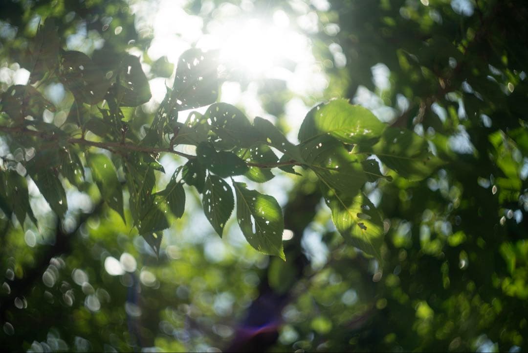 分解清掃済 Helios-44-2 58mm f2 ぐるぐるボケ 3