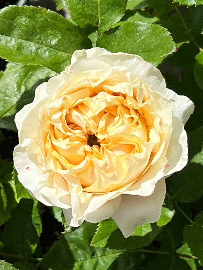 切り花品種バラ苗　レアバラ 　オール４ロマ♡ バラ