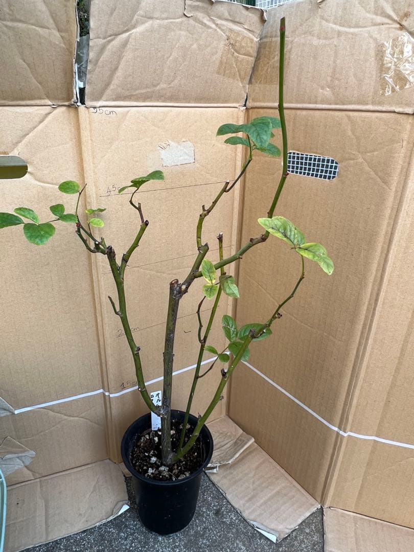 切り花品種バラ苗　レアバラ 　オール４ロマ♡ バラ