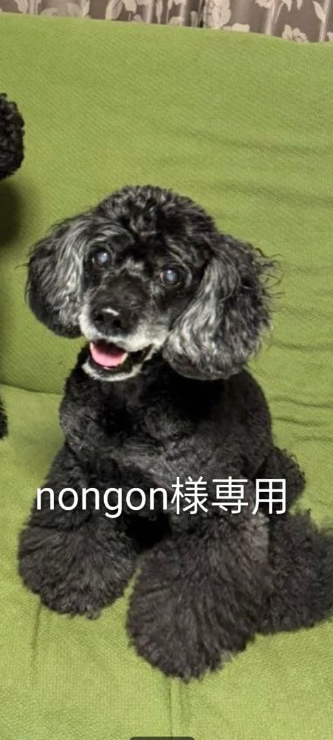 nongonオーダーベージ♡