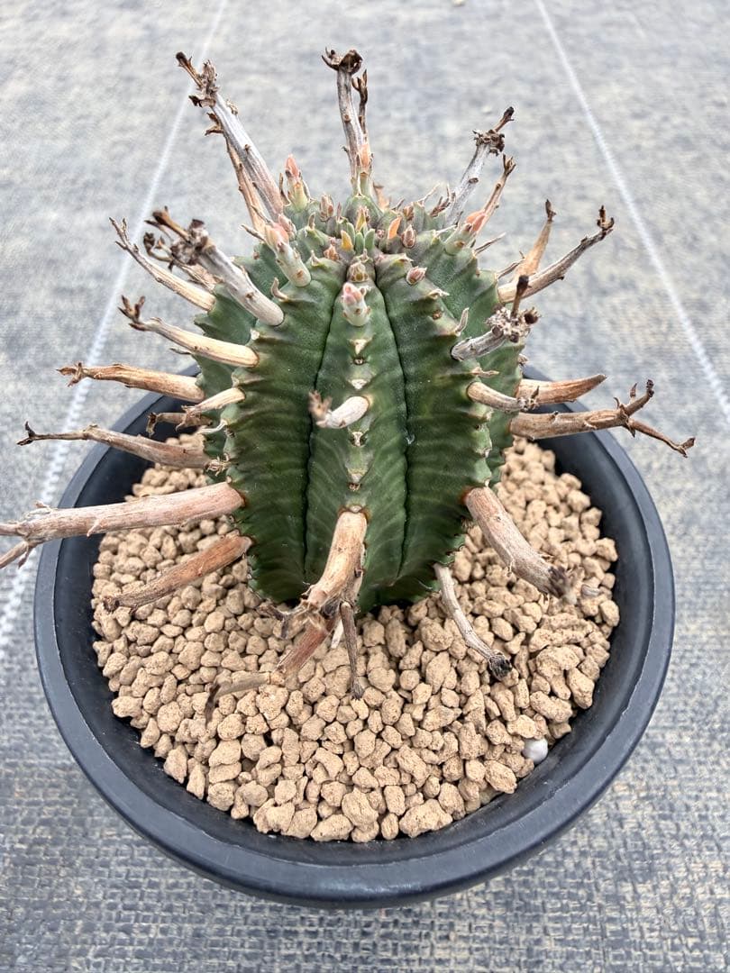 スーパーバリダ　ユーフォルビア　ホリダ　オベサ　群星冠