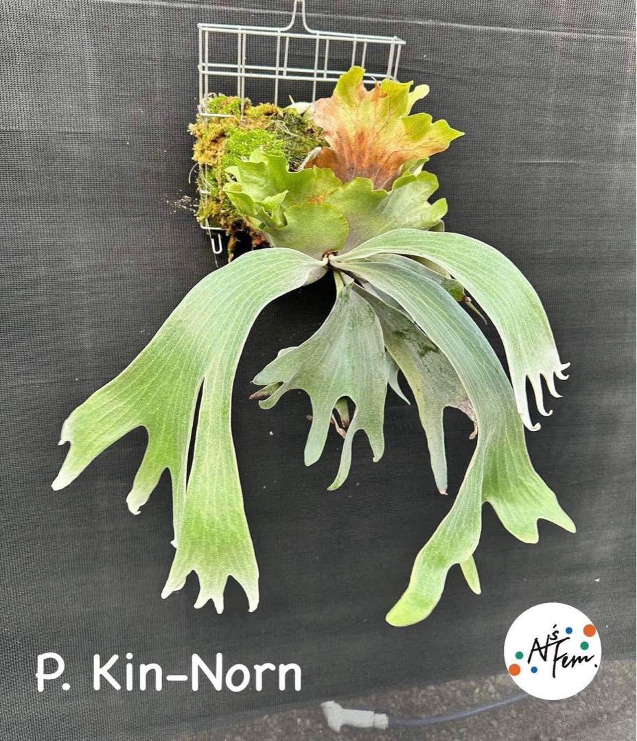 goul4711様 リクエスト 2点 まとめ商品