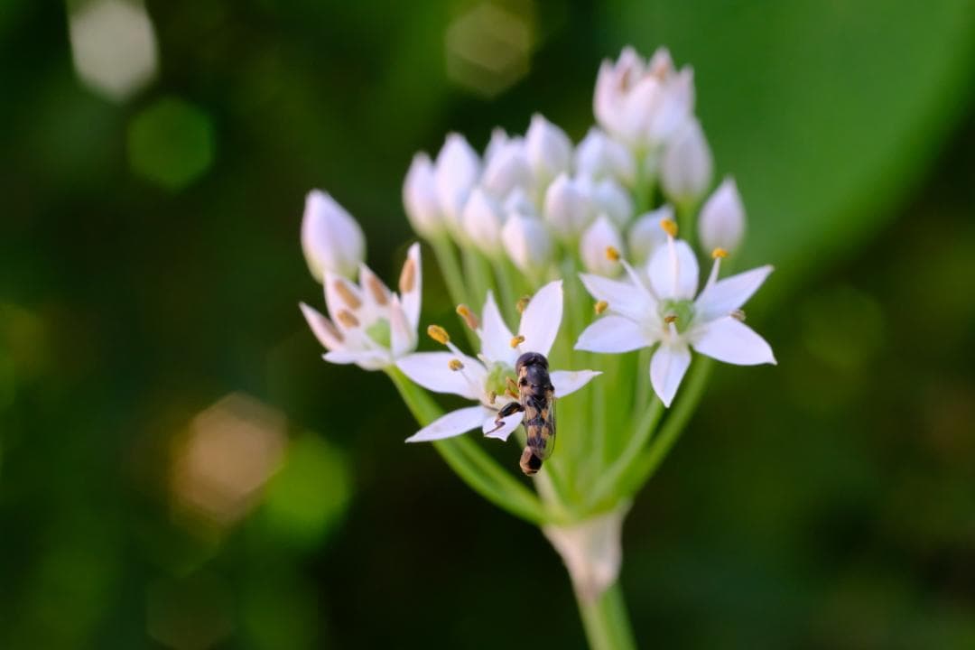 Nikon NIKKOR-H Auto 50mm f2 非Ai フルマニュアル