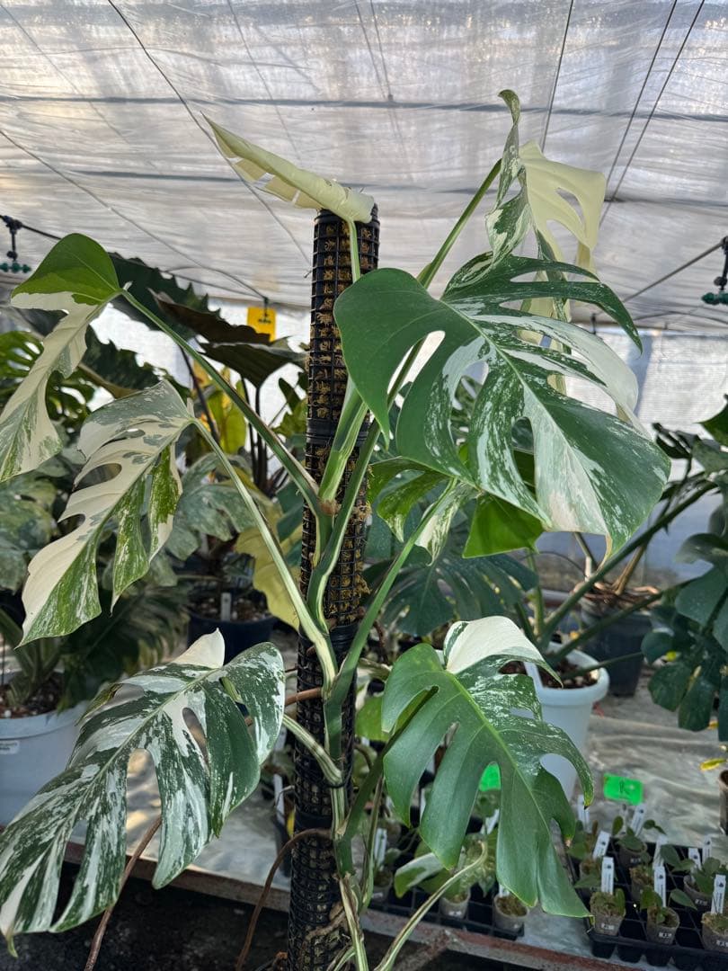 AB3モンステラ　ボルギシアナ　アルボ　白斑入り　鉢モスポール付き　高100cm